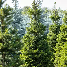 Picea abies Wills Zwerg