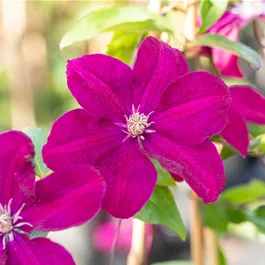 Clematis Ernest Markham