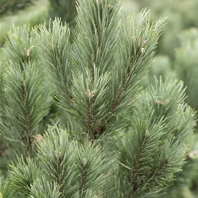 Pinus cembra Glauca