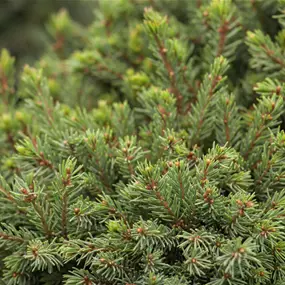 Picea glauca Perfecta
