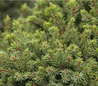 Picea glauca Perfecta