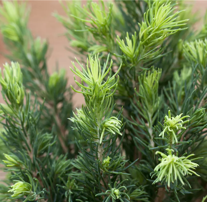 Zuckerhut-Fichte 'Rainbow´s End'