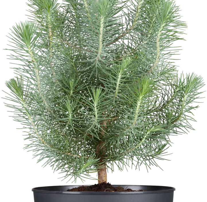 Pinie 'Silver Crest'