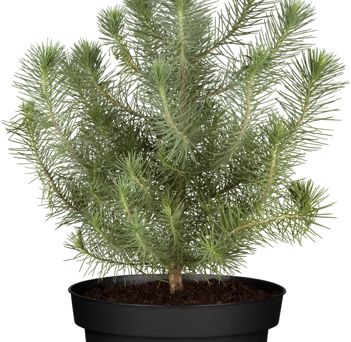 Pinie 'Silver Crest'