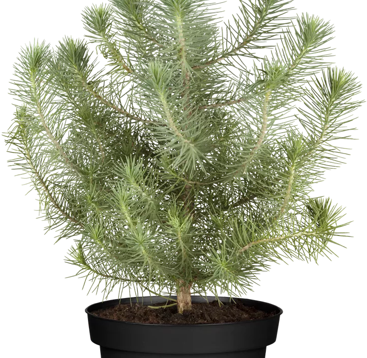 Pinie 'Silver Crest'