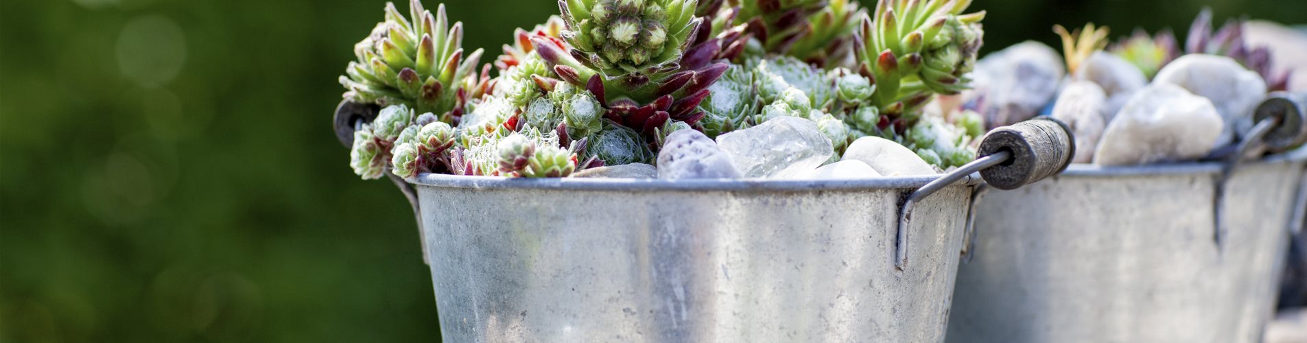 Sukkulente im Metalltopf Sukkulente im Metalltopf