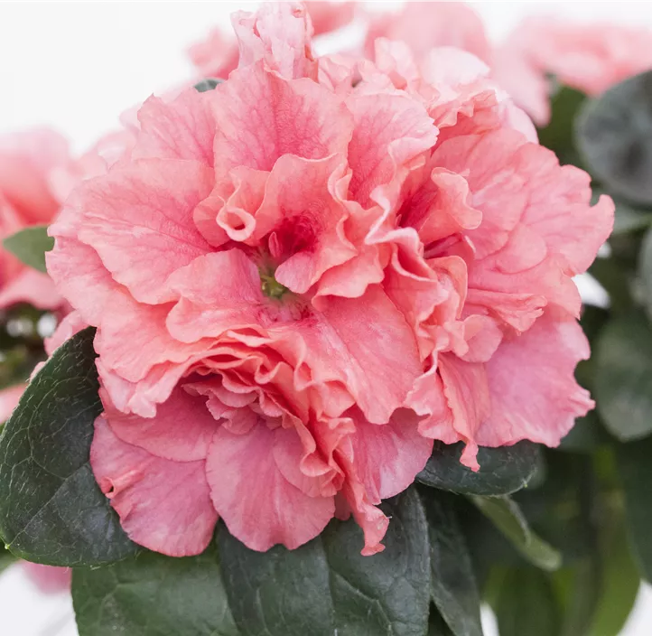 Zimmerazalee 'Aiko® Rose'