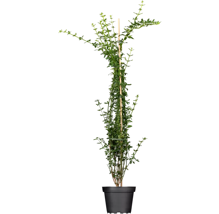 Echter Winter-Jasmin