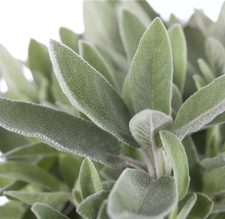 Weißer Räuchersalbei