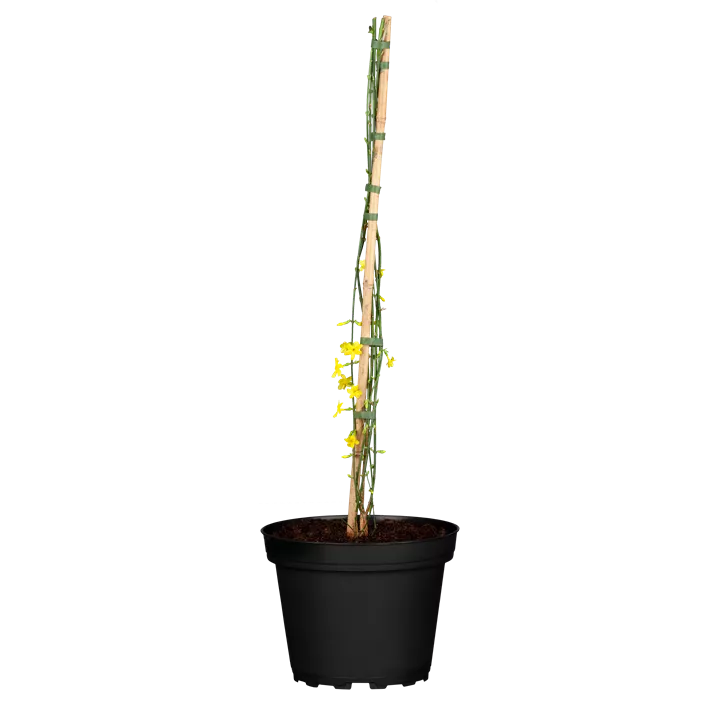 Echter Winter-Jasmin