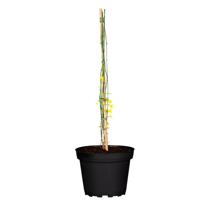 Echter Winter-Jasmin