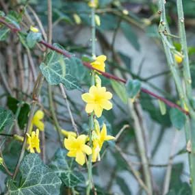 Jasminum nudiflorum