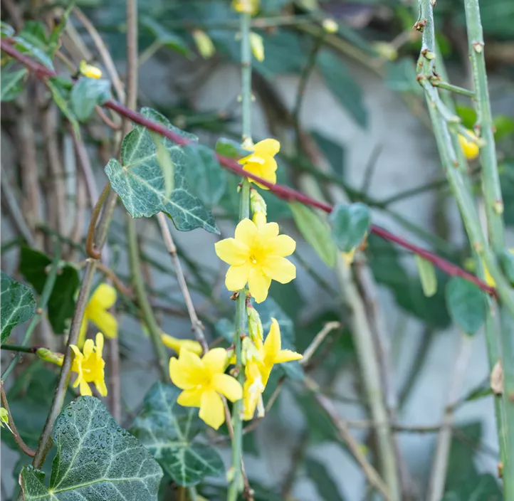 Echter Winter-Jasmin