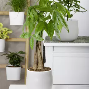 Pachira aquatica geflochtener Stamm