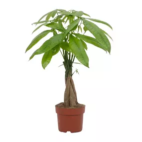 Pachira aquatica geflochtener Stamm