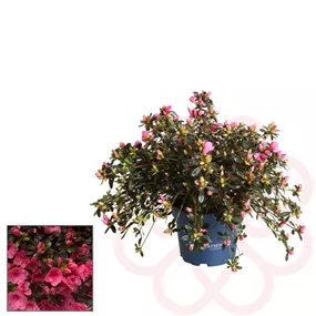 Azalee Hortinno Cascadula Evergreen