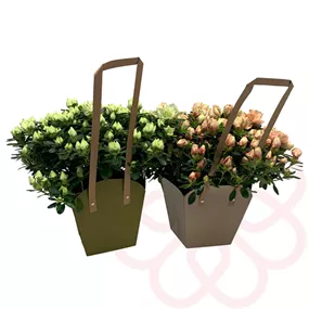 Azalee Hortinno in Naturtragetasche