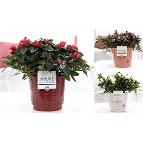 Azalee Hortinno P&PURE in Keramik