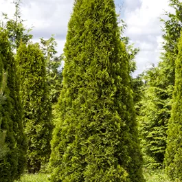 Thuja occidentalis Smaragd