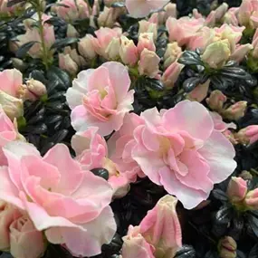 Azalee Hortinno Christine Cherry Blossom