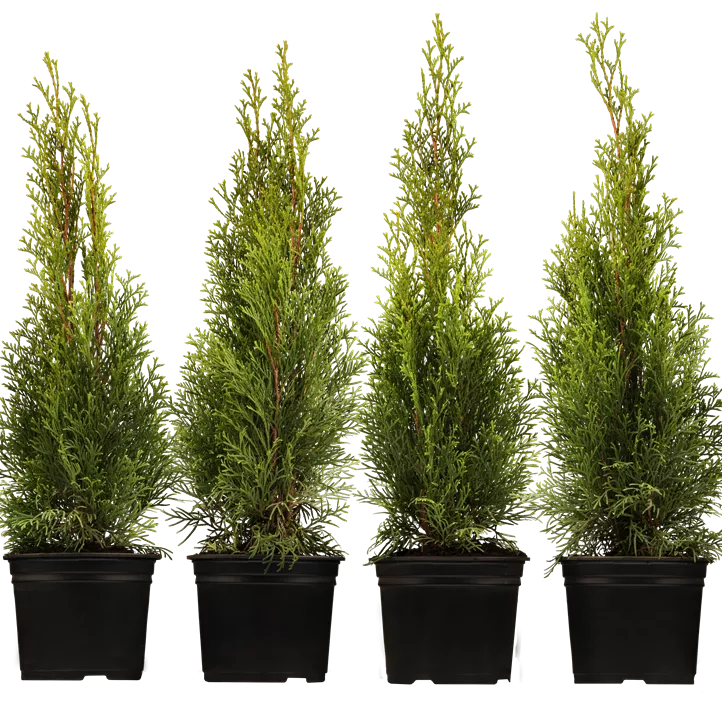 Lebensbaum 'Smaragd'