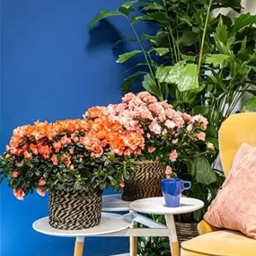 Azalee Hortinno Magic