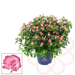 Azalee Hortinno Primavera