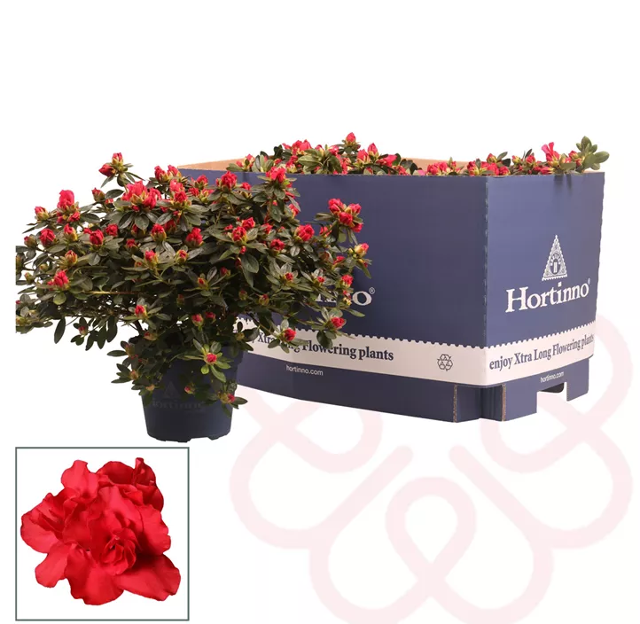 Zimmerazalee 'Yankadi Scarlata'