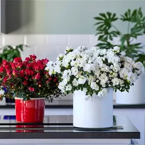 Azalee Hortinno Yankadi Scarlata