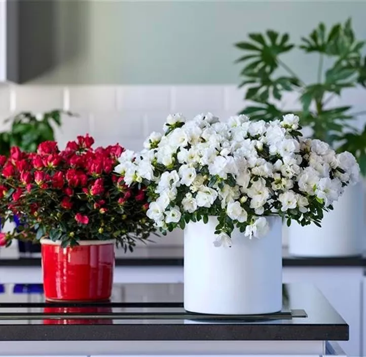 Zimmerazalee 'Yankadi Scarlata'