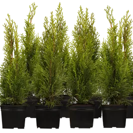 Thuja occidentalis Smaragd