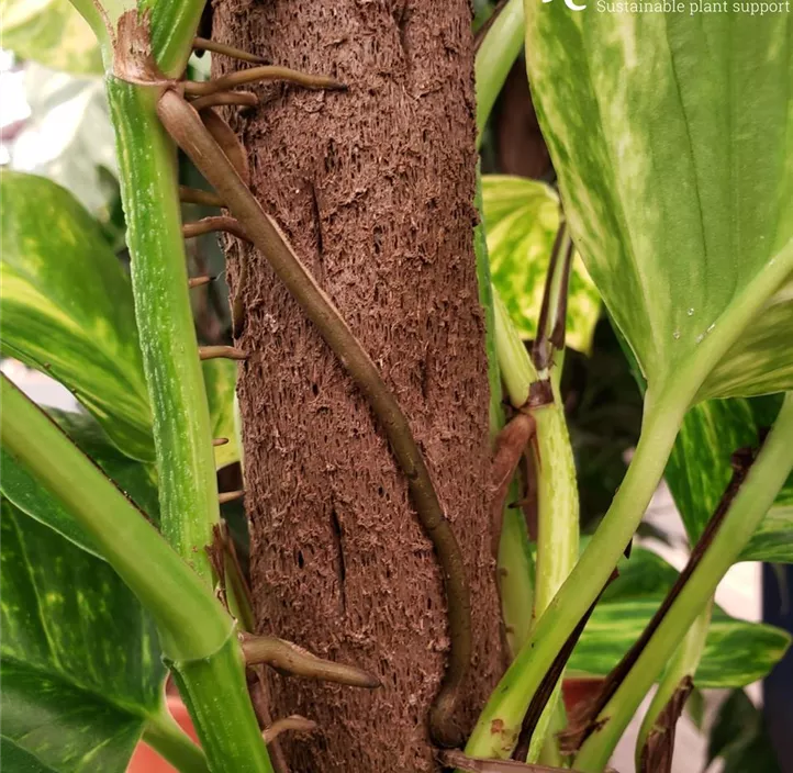 ÖKO-Kletterstab Kratiste