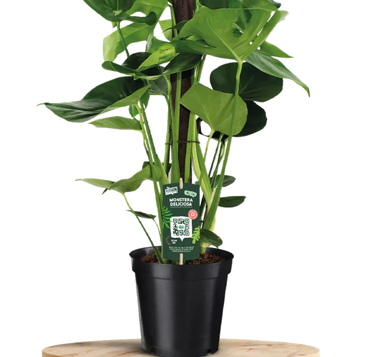 ÖKO-Kletterstab Kratiste