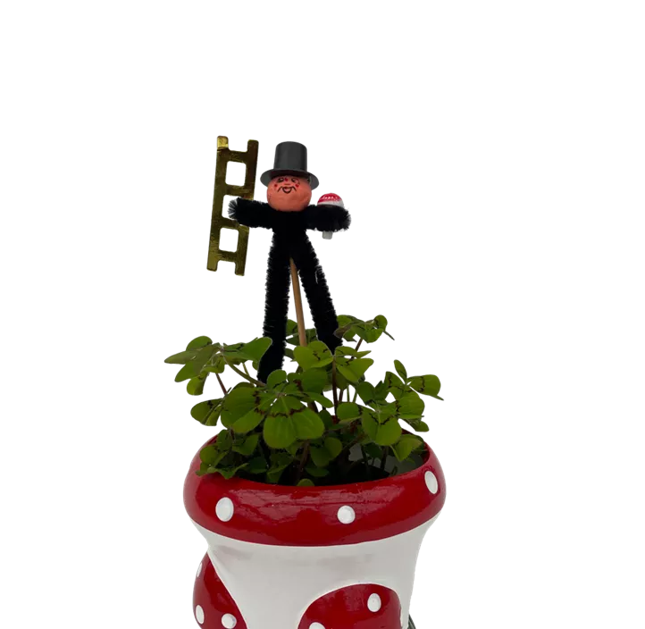 Glücksklee im Pilztopf