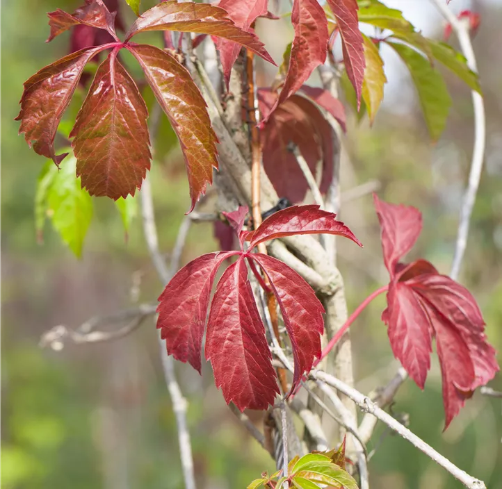Mauerwein 'Engelmannii'