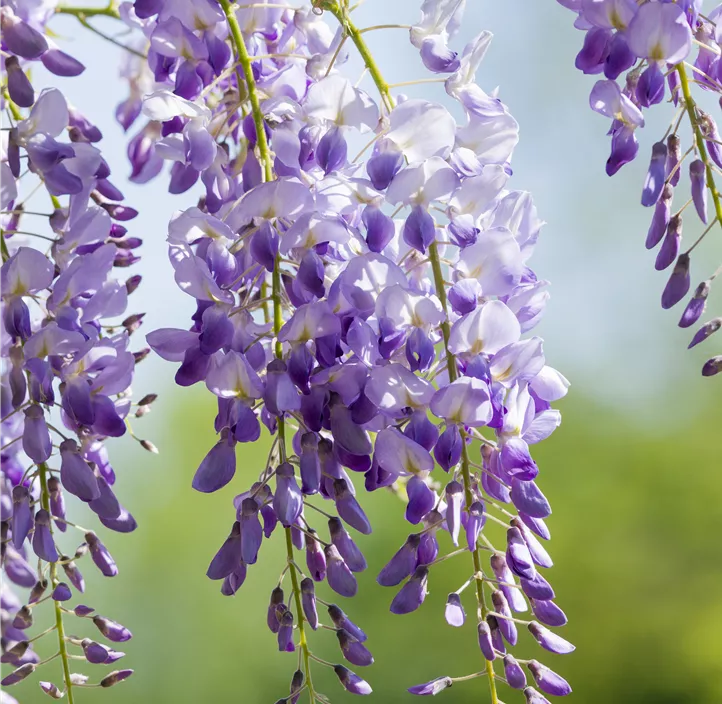 chin. Blauregen 'Prolific'