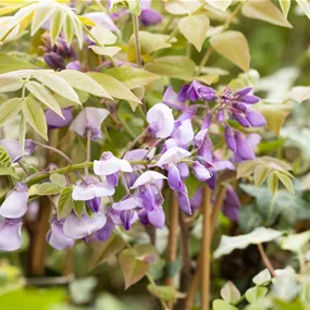 Wisteria sinensis Prolific