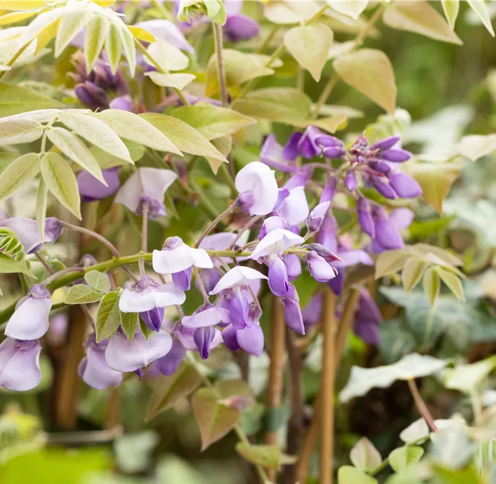 chin. Blauregen 'Prolific'