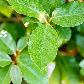 Elaeagnus ebbingei Compacta Wolkenform