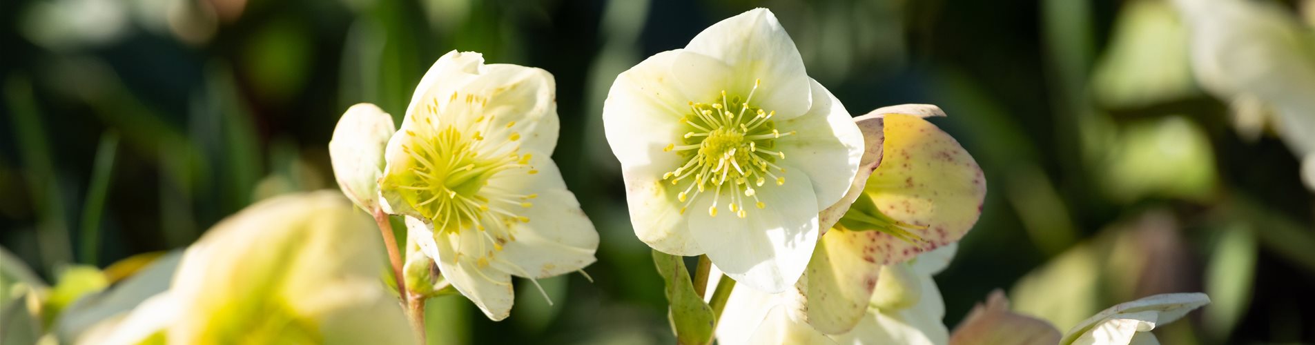 Helleborus x nigercors 'Green Corsican'