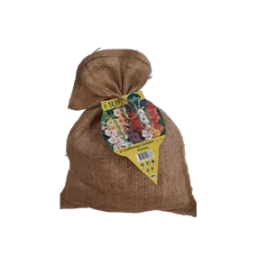 Gladiolus Mischung Jute