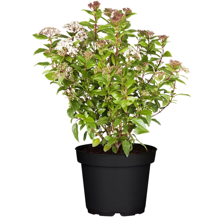 Lorbeer-Schneeball 'Eve Price'