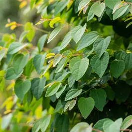 Cercidiphyllum japonicum