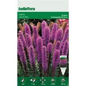 Liatris spicata purple