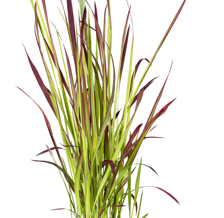 Garten-Blutgras 'Red Baron'