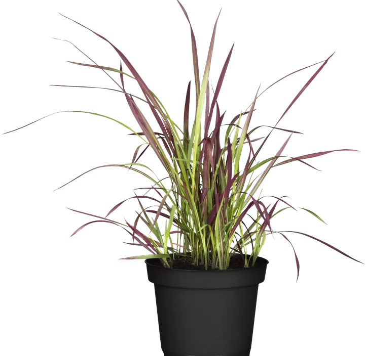 Garten-Blutgras 'Red Baron'