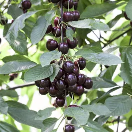 Prunus cerasus Schattenmorelle