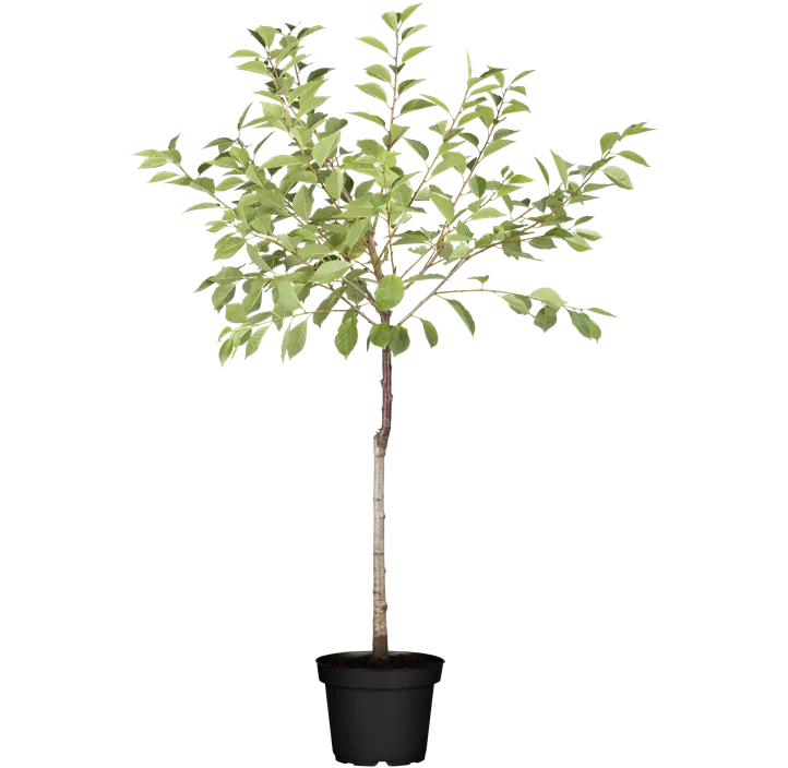 Sauerkirsche 'Schattenmorelle'