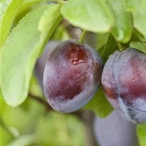 Prunus domestica President