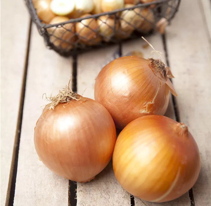 Wintersteckzwiebel rot